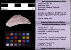 Foto (Objekt + Etiketten) von Cracensigillatus acutirostris (Moericke, 1889) (NHMW-GEO-1990-0041-0318)